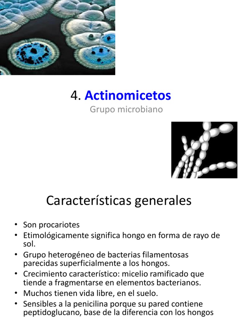 Actinomicetos | PDF | Compost | Hongo