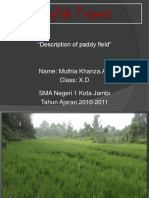 English Project: "Description of Paddy Field"