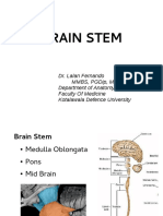 Brain Stem