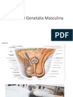 Anatomi Genetalia Masculina