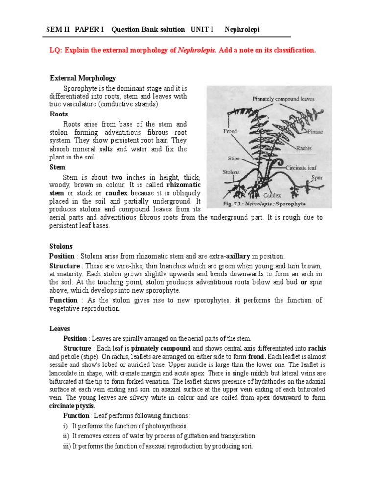 Pteridophyta Fybsc Notes Leaf Reproduction