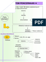 Sistem Pencernaan Pps11