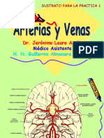 1a Arterias y Venas