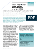  Cell proliferation is promoted by compressive stress during early stage og chrondrogenic differentiation of rat BMSCs