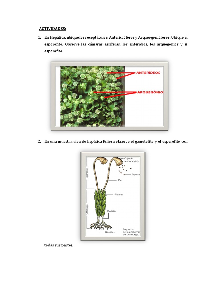 Partes y Dibujo de Musgos y Hepáticas | PDF | Musgo | Eucariotas