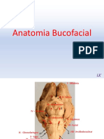 anatomiabucofacial-151222144642