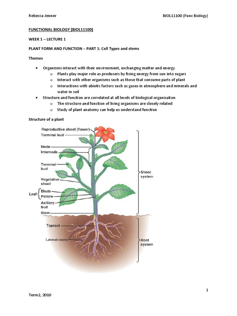 Plant Form and Function Overview | PDF | Leaf | Organisms