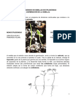 Embriogénesis en Semillas Dicotiledóneas