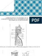 Correlación de los órganos de la fonoarticulación y de la resonancia con las zonas de la articulación  Correlación de los órganos de la fonoarticulación y de la resonancia con las zonas de la articululación.pptx