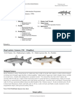 FAO Fisheries & Aquaculture - Cultured Aquatic Species Information Programme - Mugil Cephalus (Linnaeus, 1758)