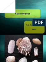 Clase Bivalvos