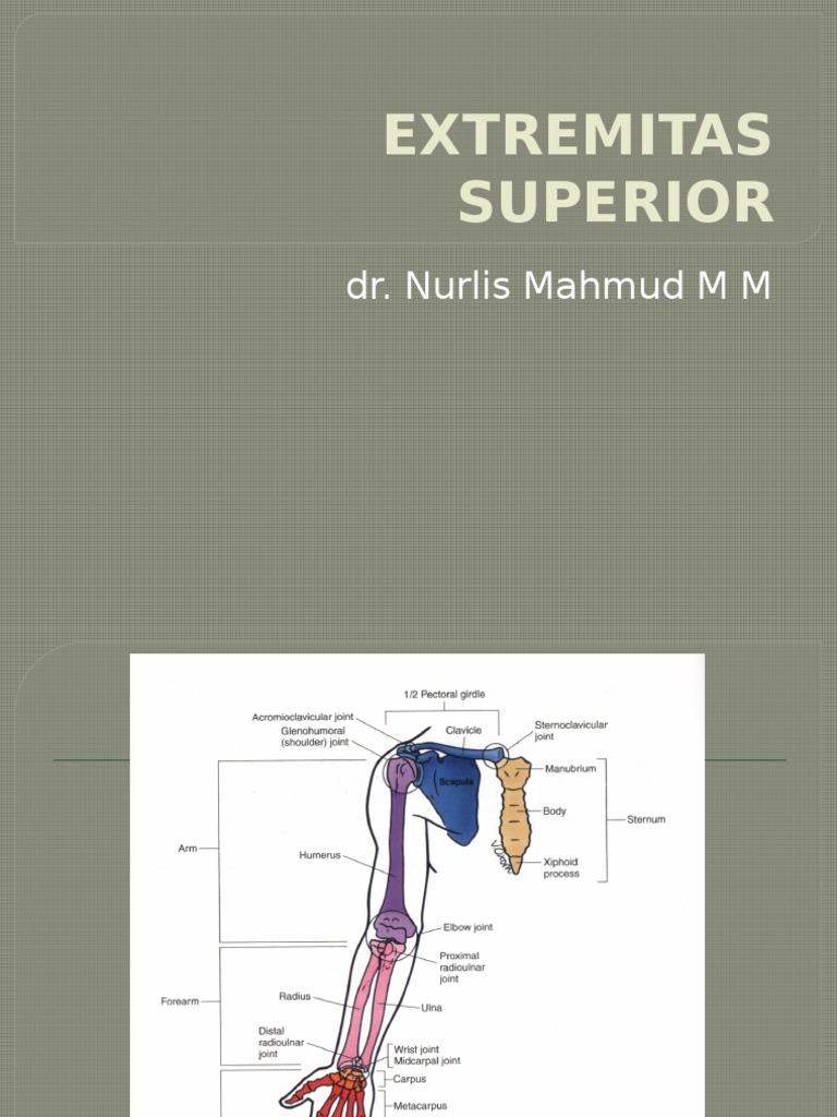 Extremitas Superior | PDF | Sains & Matematika