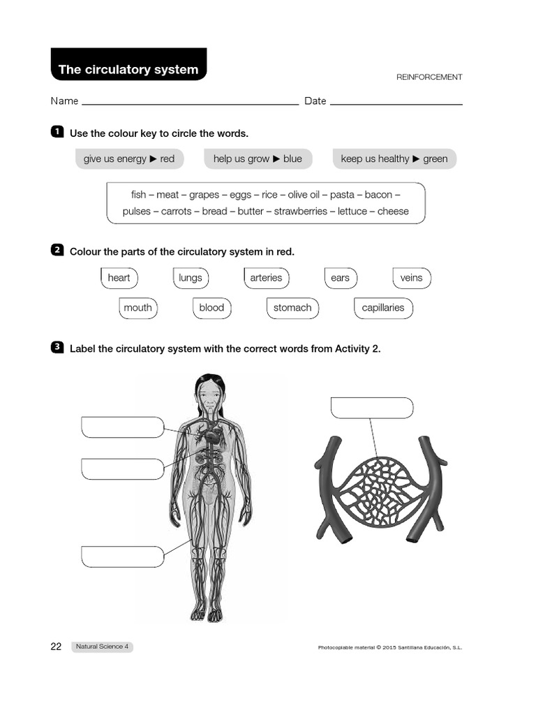 Natural - Circulatory System 25 Primaria  Circulatory System  Blood Within Circulatory System Worksheet Pdf