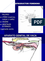 2da. CLASE Repoduccion