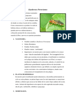 Dysdercus Peruvianus