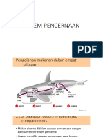 Sistem Pencernaan