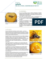 Control mosca Mediterránea fruta C. capitata