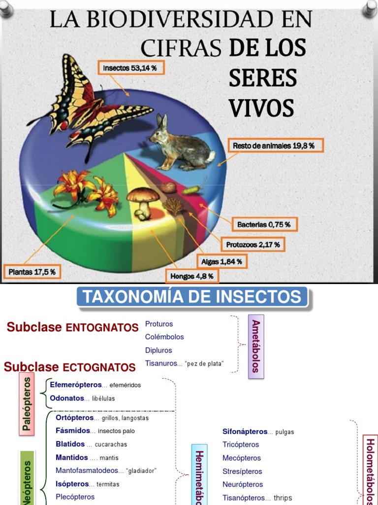 CAP. v Taxonomía de Insectos | Libélula | Insectos