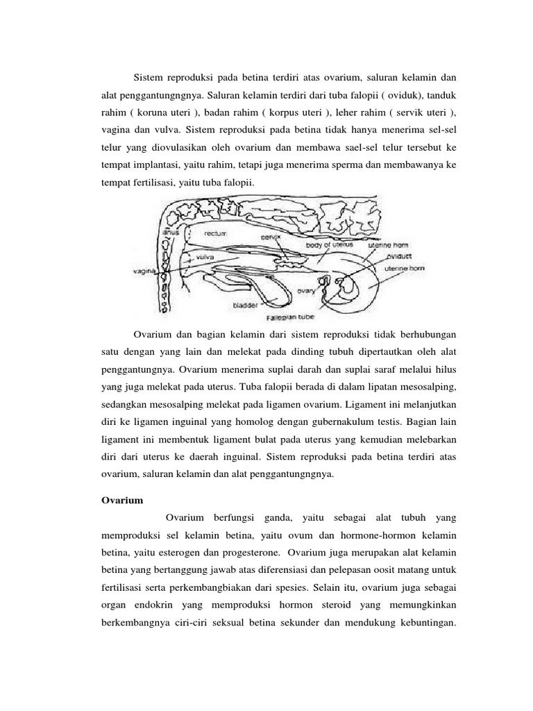 Organ Reproduksi Sapi Betina | PDF
