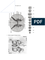 Fractura Columnae Vertebralis