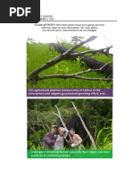 Management of Tree Plantation Photo Reflection