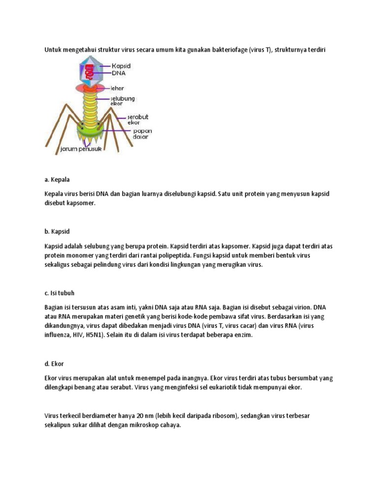 Untuk Mengetahui Struktur Virus Secara Umum Kita Gunakan Bakteriofage Pdf