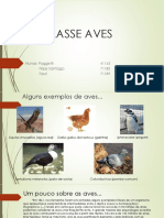 Aves