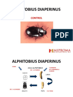 Alphitobius Diaperinus