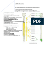 Anatomie Hochcervikal Innervation 5