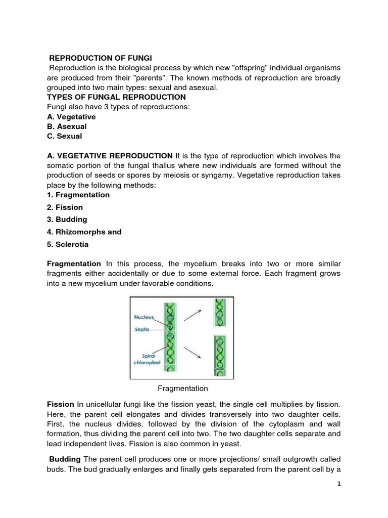 Reproduction of Fungi | PDF | Spore | Fungus
