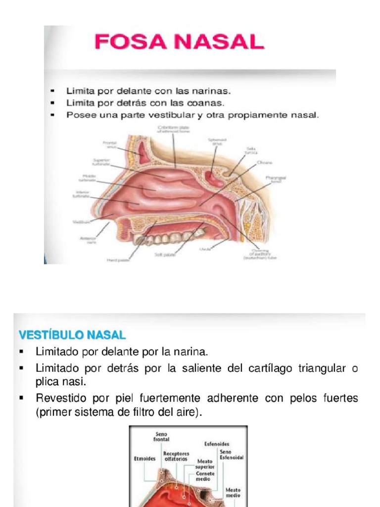 Anatomía y Estructura de las Fosas Nasales | PDF | Sistema esquelético |  Sistema musculoesquelético, image size:768x1024