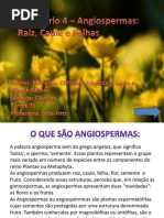 AngiospermaRaizCauleEfolhas