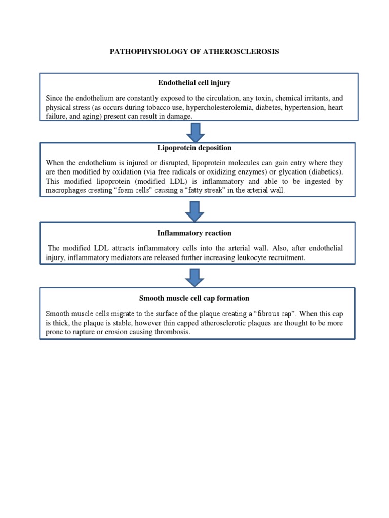 Pathophysiology of Atherosclerosis | PDF | Endothelium | Atherosclerosis