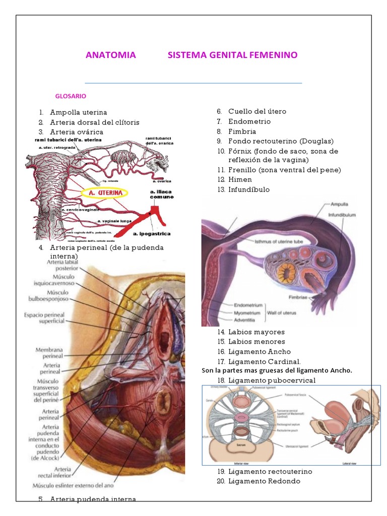 Anatomia Sistema Genital Femenino Mefich Word Útero Vagina