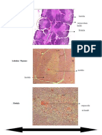 Ringkasan Histologi Blok7