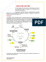 Ciclo de Calvin