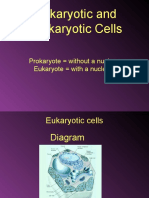 Eukaryotes and Prokaryotes