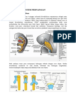 Embriologi Sistem Pernapasan