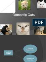Domestic Cats8