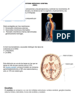 Sistema Nervioso Central