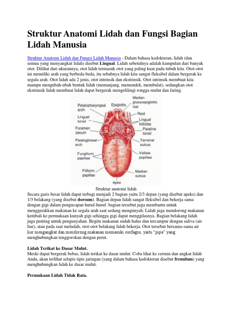Struktur Anatomi Lidah  Dan  Fungsi Bagian  Lidah  Manusia 