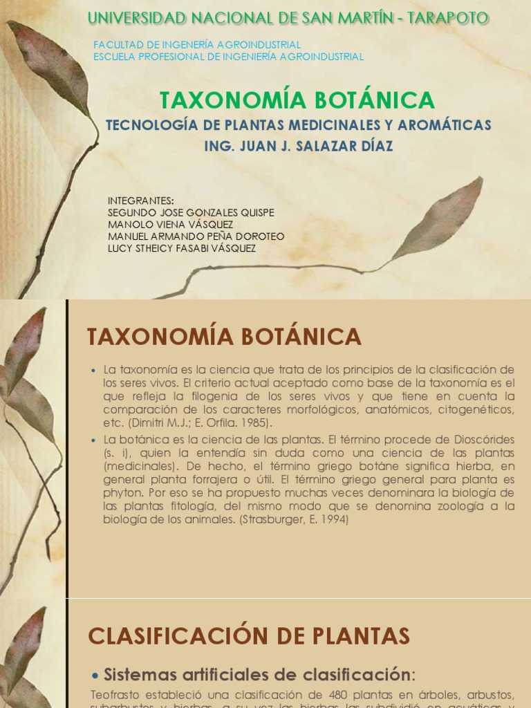 Taxonomía Botánica Perejil Taxonomía (biología)