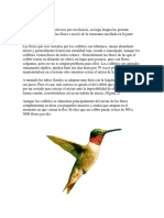 Alimentación de Colibri