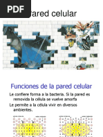 Estructura de la Pared Celular Bacteriana | PDF | Bacterias Gram ...