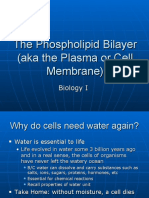 The Phospholipid Bilayer and Transport