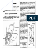 Sistema Reprodutor Masculino