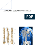 Anatomia Coloanei Vertebrale