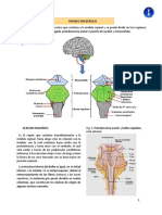 Tronco Encefálico