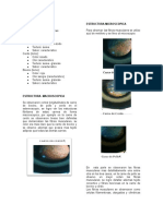 Informe Carnes Terminado