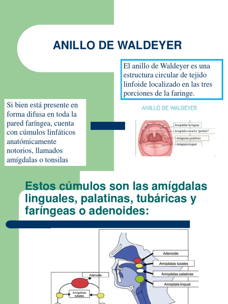 Anillo de Waldeyer | PDF | Linfocitos | Sistema linfático